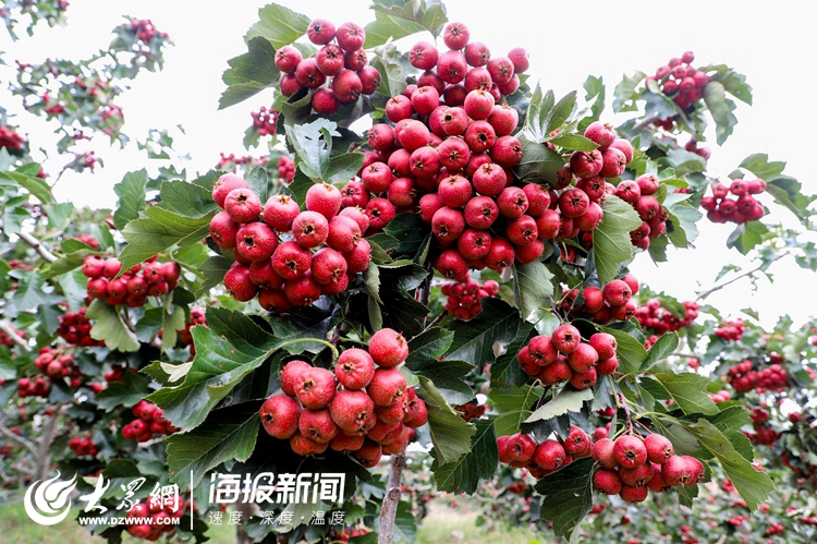 来一场山楂树之恋可好?